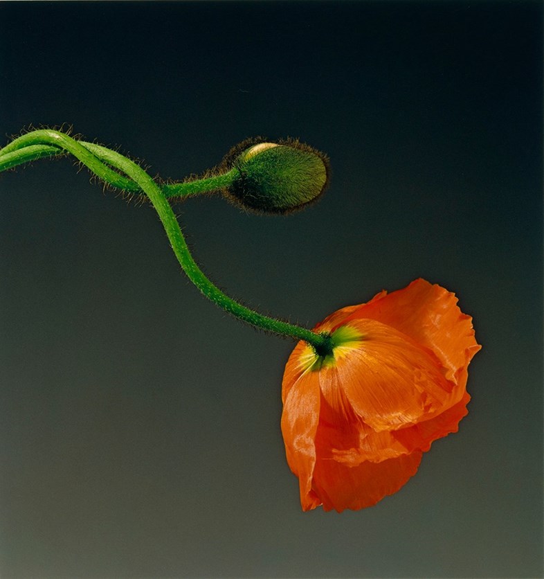 Robert Mapplethorpe flores sensuales 3