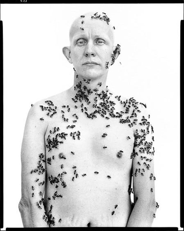 avedon