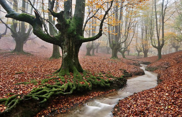bosques pasear espana otono 2