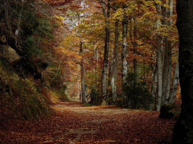 bosques pasear espana otono 4