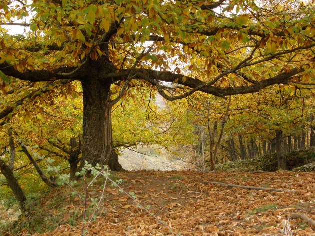 bosques pasear espana otono 6