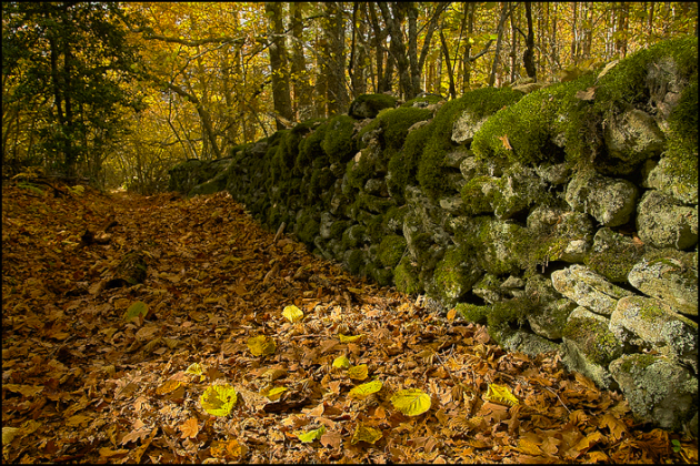 bosques pasear espana otono 8