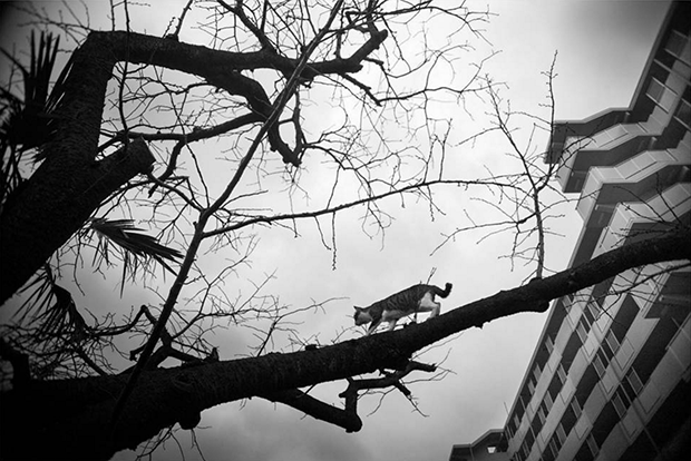 cats