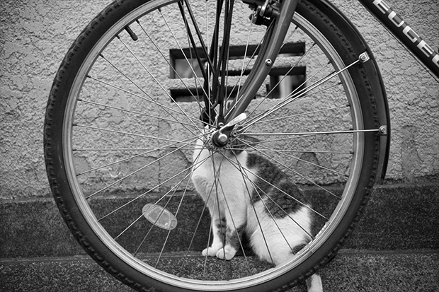 cats12