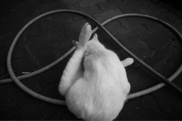 cats4