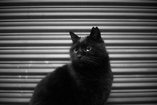 cats40