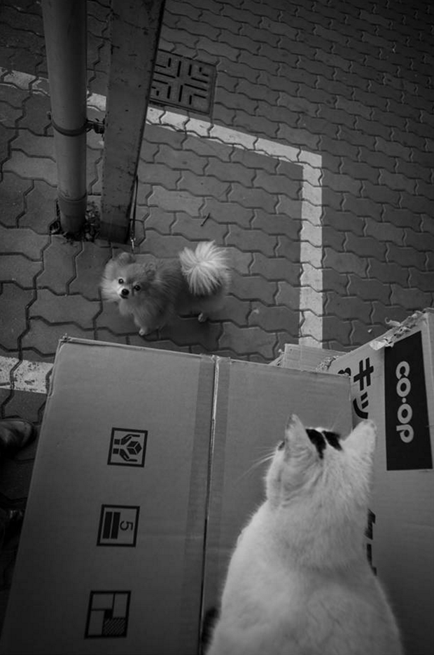 cats41