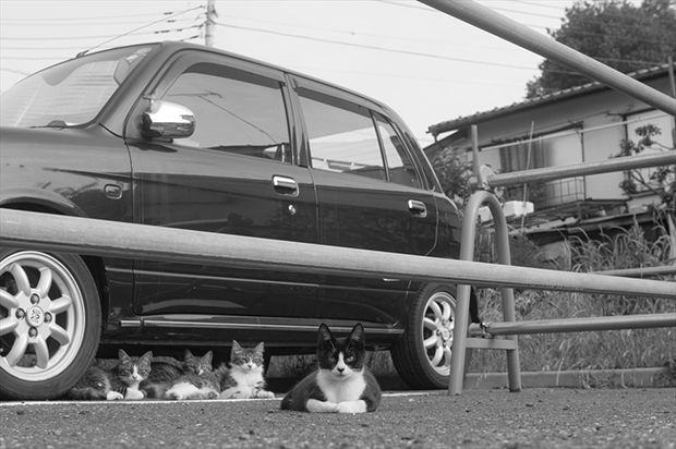 cats7