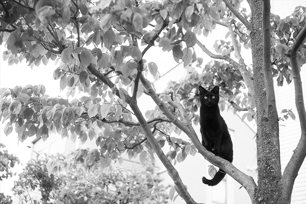 cats9
