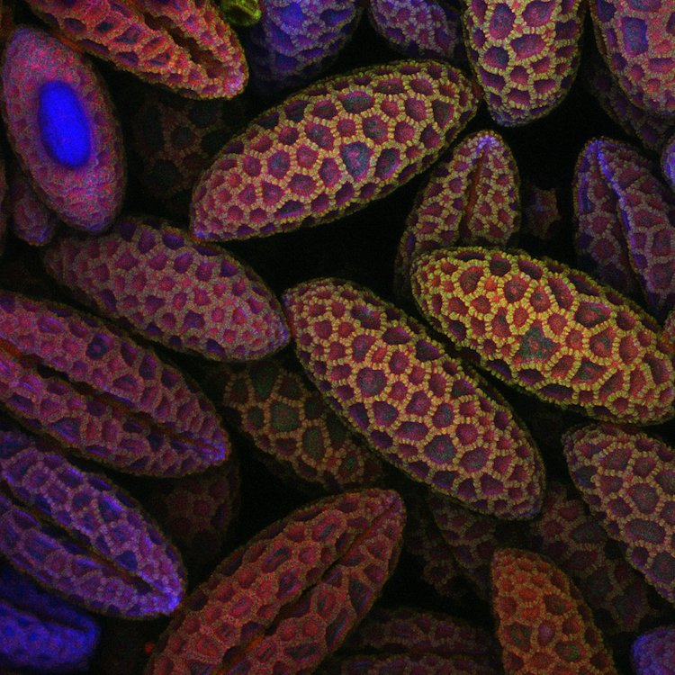 concurso fotografico microfotografia nikon 17