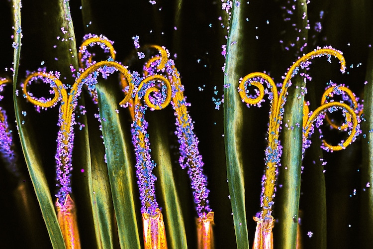concurso fotografico microfotografia nikon 21