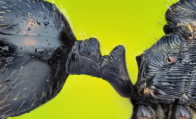 concurso fotografico microfotografia nikon 24