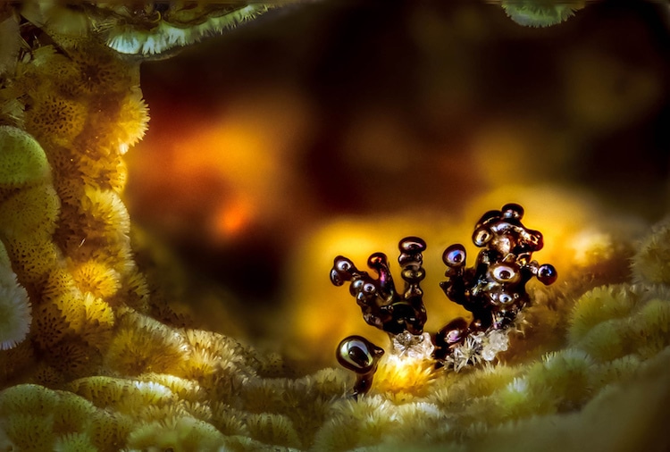 concurso fotografico microfotografia nikon 5