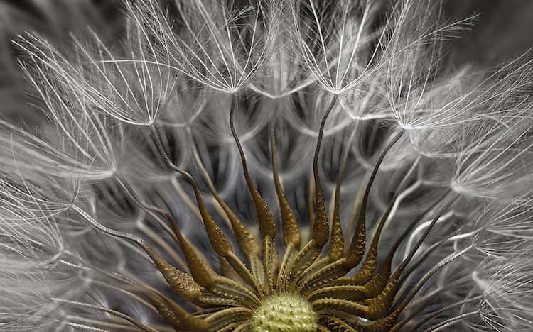concurso fotografico microfotografia nikon 8