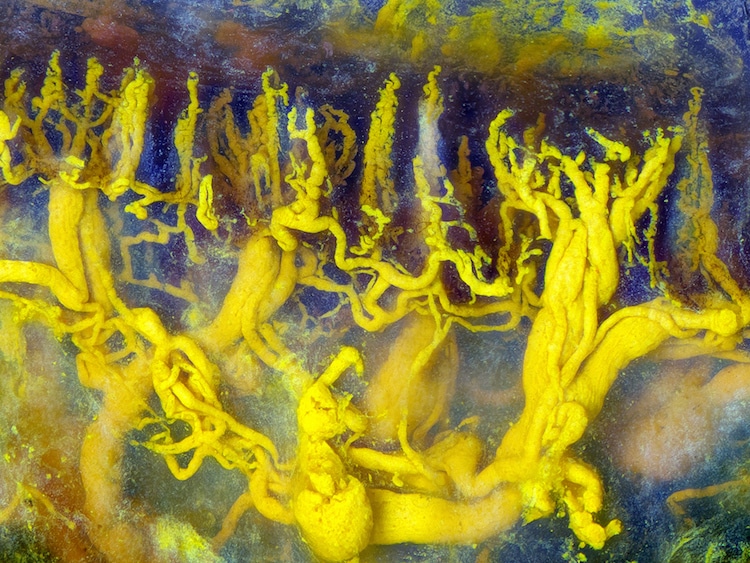 concurso fotografico microfotografia nikon 9