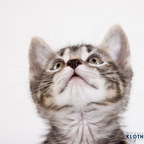 gato1