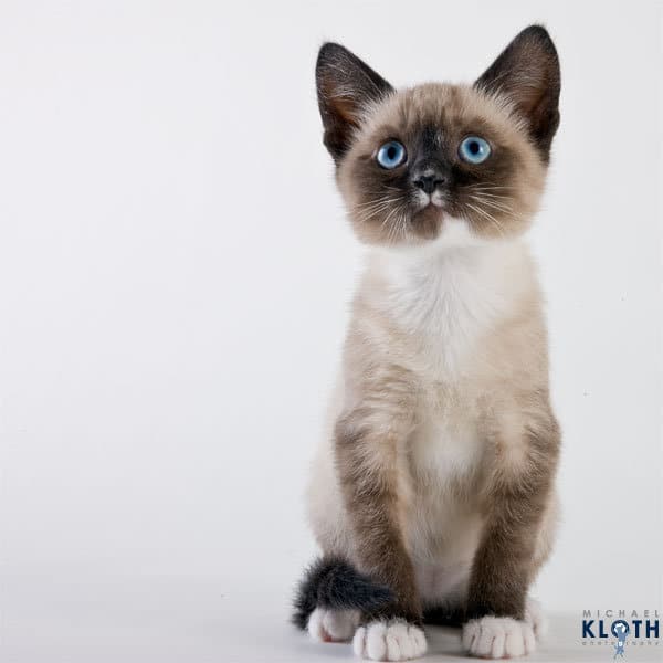 gato2