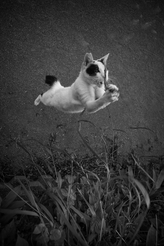 gatos callejeros Massaki 2