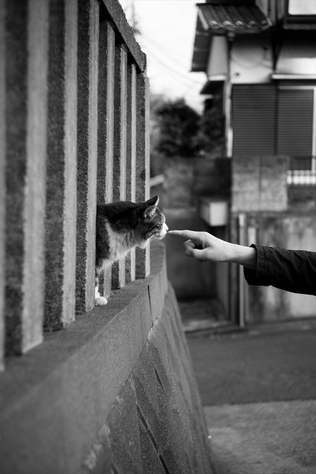 gatos callejeros Massaki 3