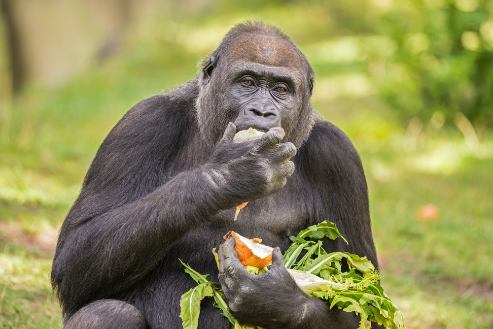 gorila comiendo