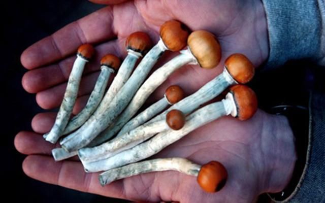 hongos magicos alucinogicos psiquiatria