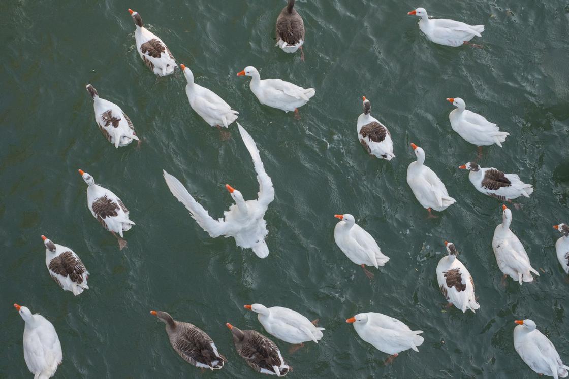patos