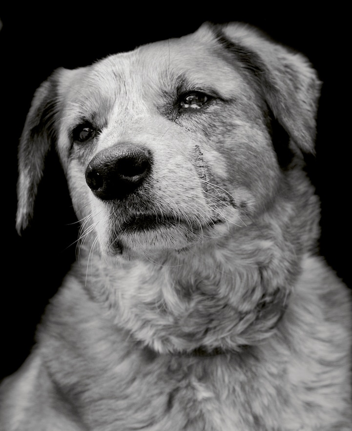 perro11