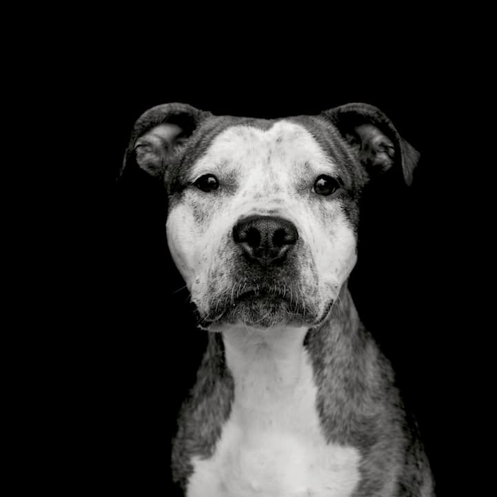 perro12
