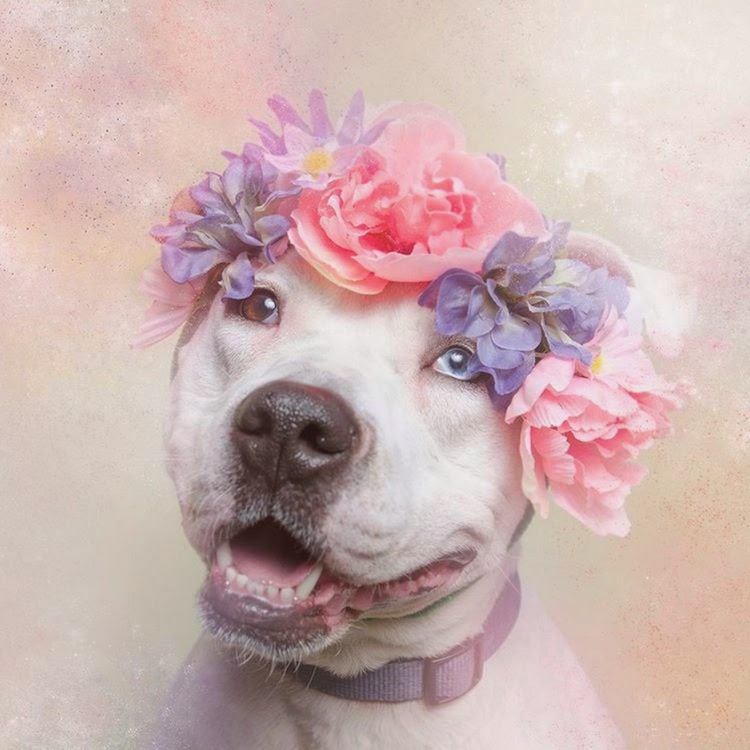 perro2