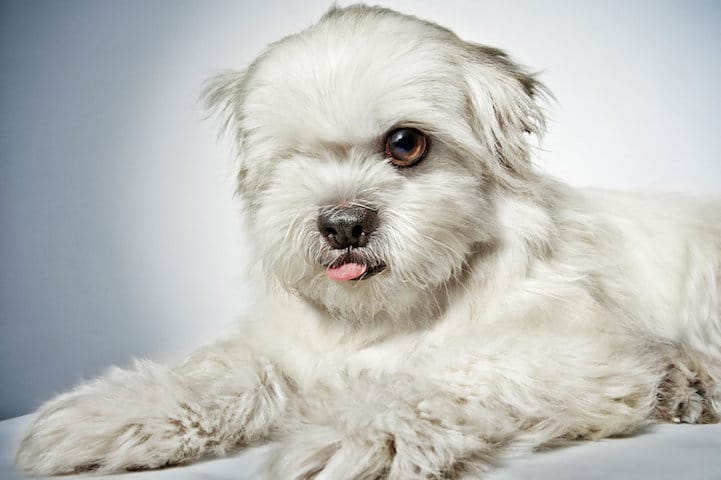 perro5