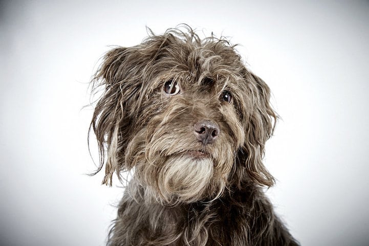 perro6