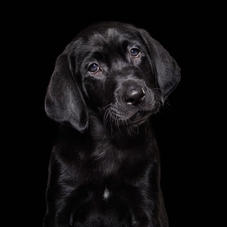 perro8