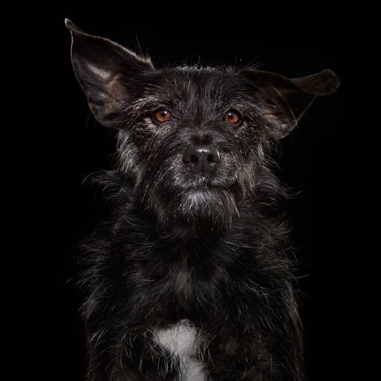perro9
