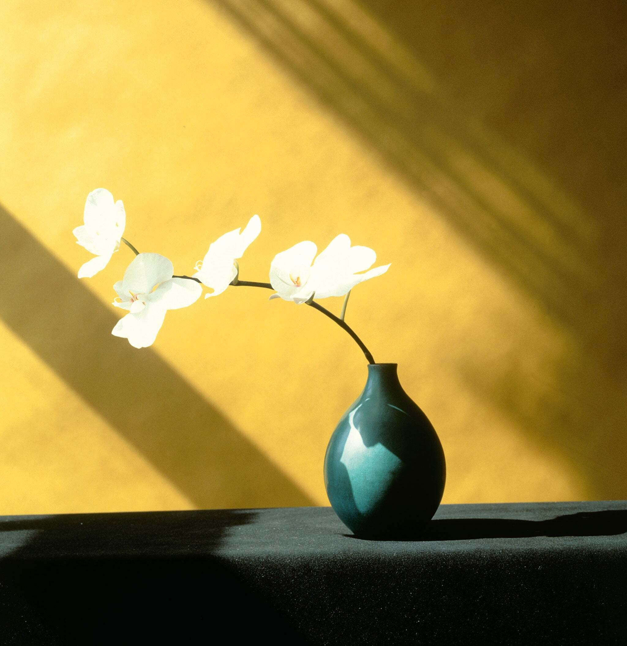 robert mapplethorpe flores sensuales
