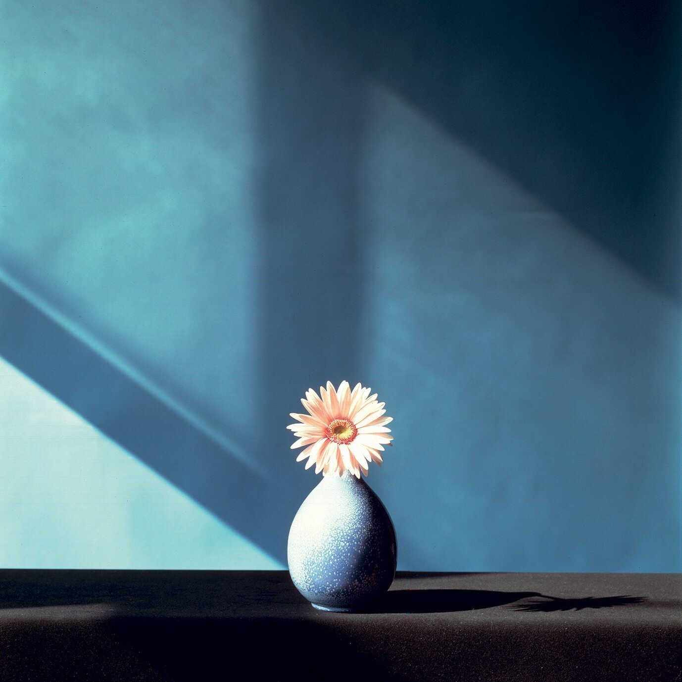 robert mapplethorpe flores sensuales 4
