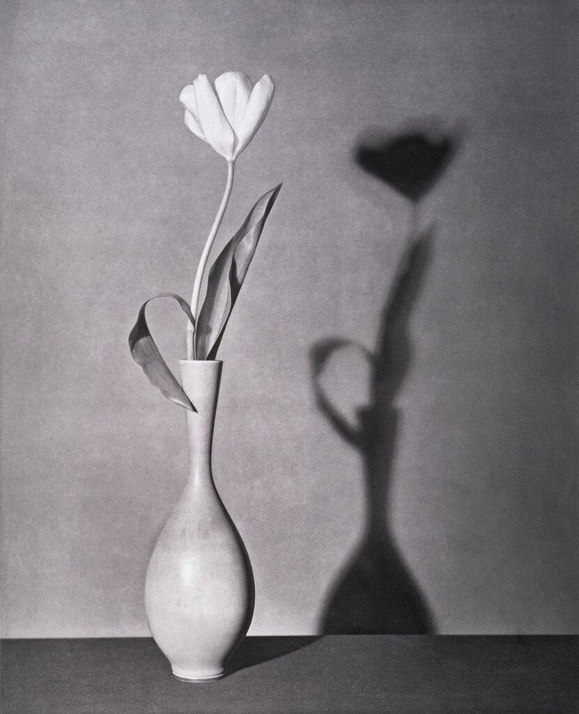 robert mapplethorpe flores sensuales 6
