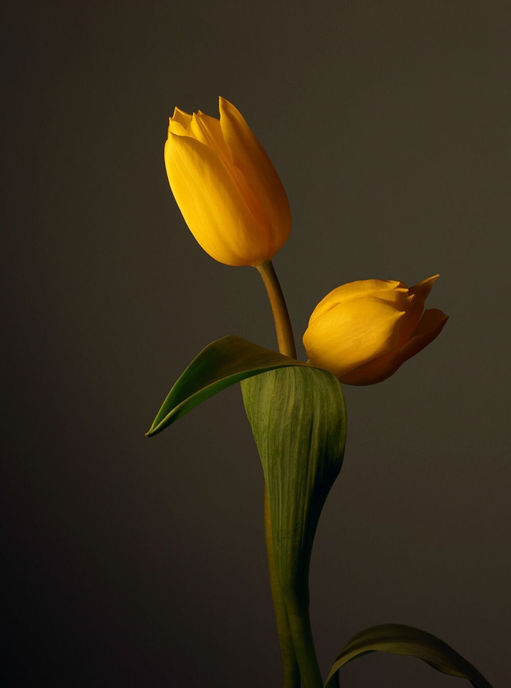 robert mapplethorpe flores sensuales 8