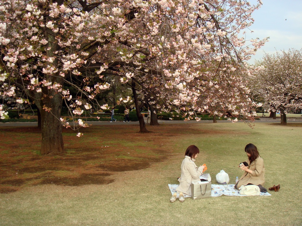 shinjuku gyouen hanami