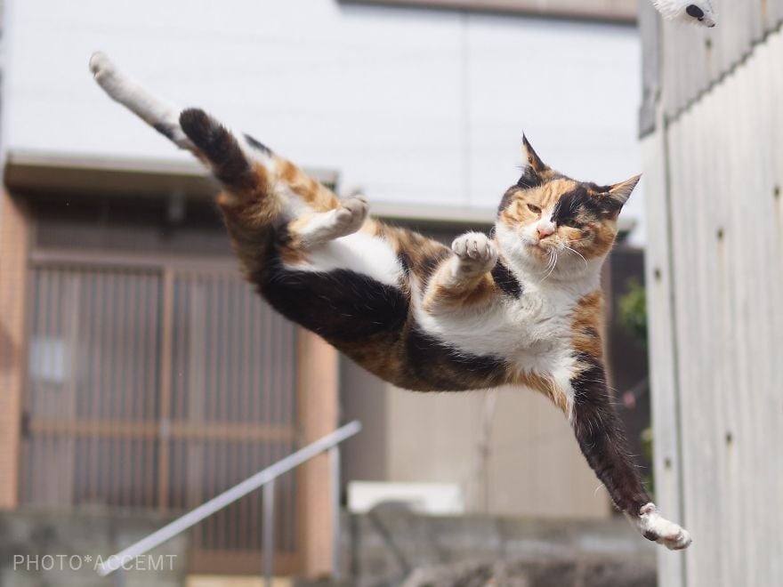 Hisakata Hiroyuki gatos ninja 6