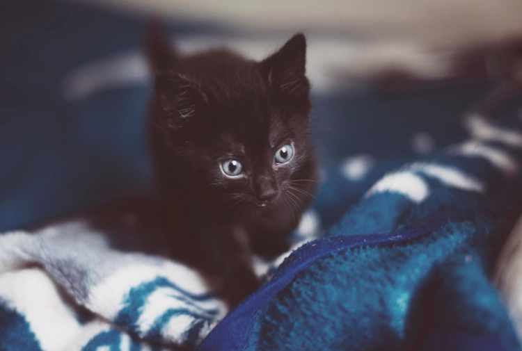 anastasialeancablackcat