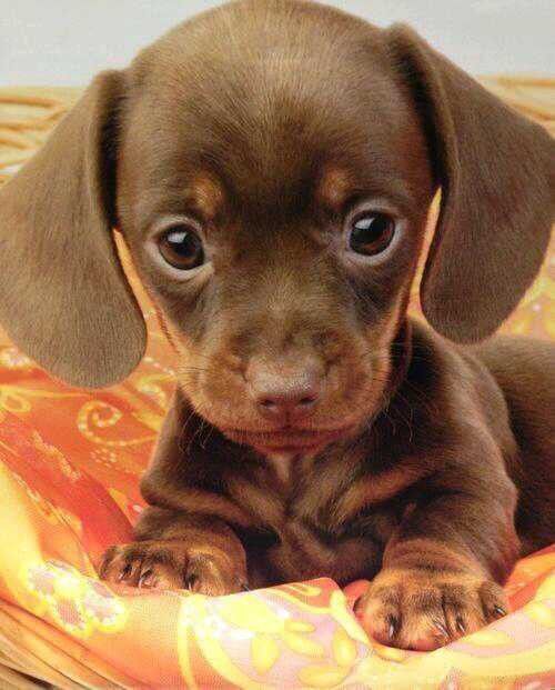 empatia perros 2