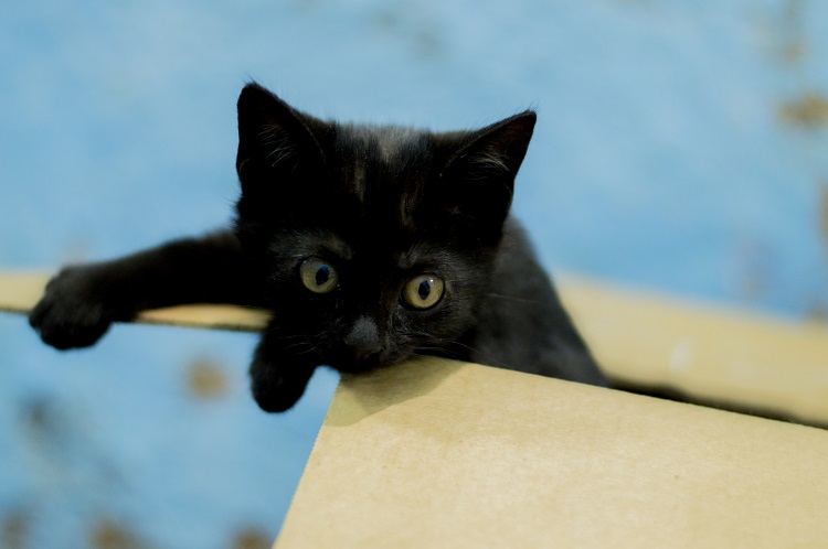 haythammaghrabyblackcat