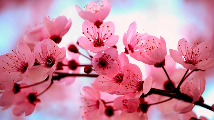 japon jardin haiku 2
