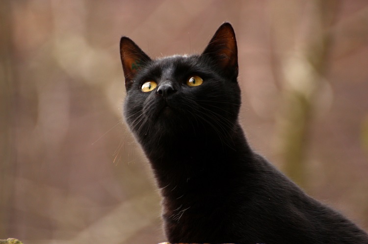 juliemissbutterfliesblackcat