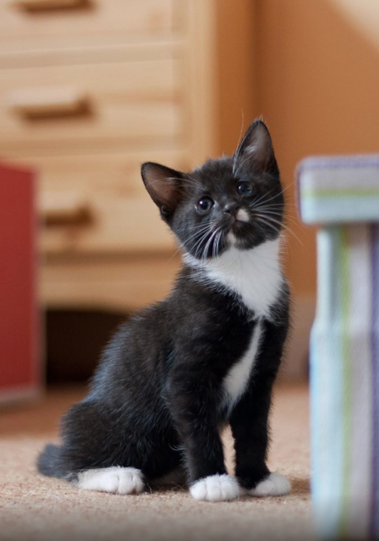 marcinkozarblackcat