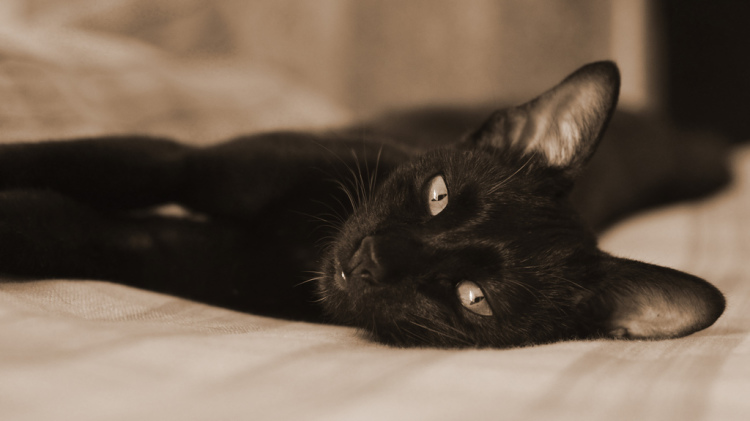 msniloyblackcat