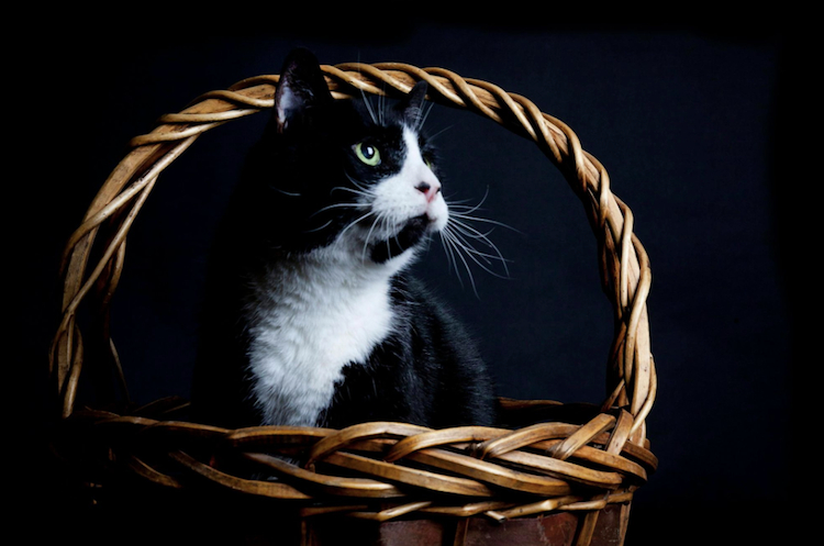 shaunakenworthyblackcat