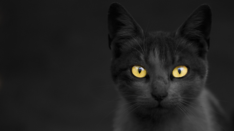 zyadelkadikiblackcat