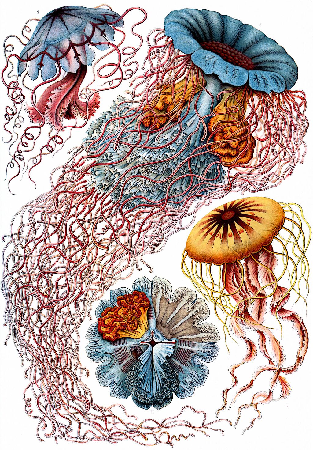 1024px Haeckel Discomedusae 8. Cultura Inquieta 1