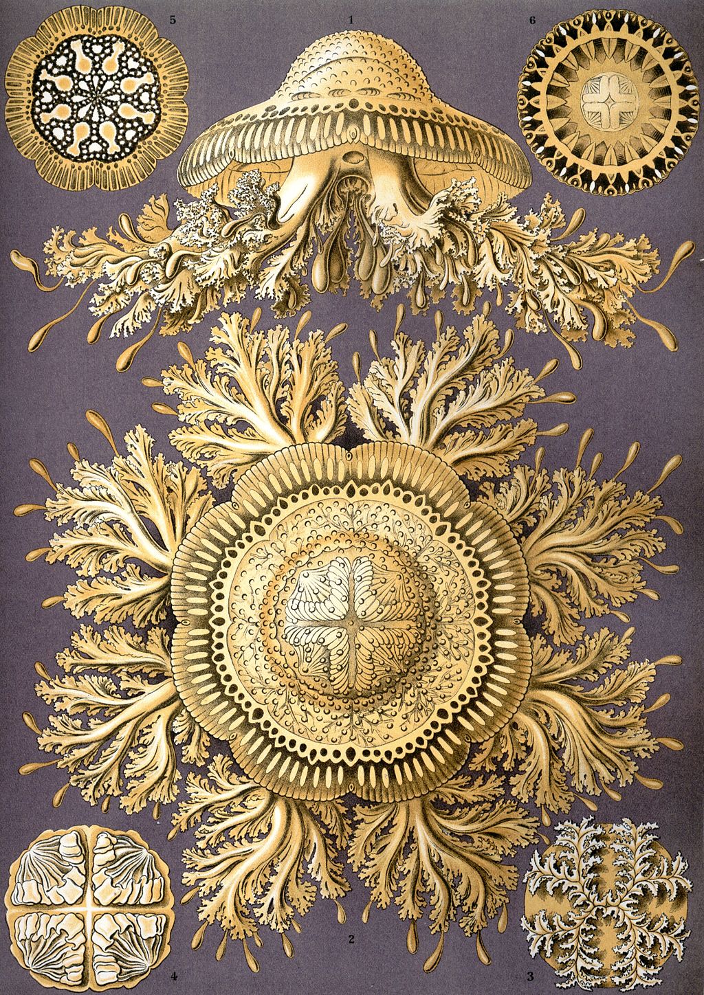 1024px Haeckel Discomedusae 8. Cultura Inquieta 2